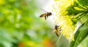 Strategies for Bee Extermination in Residential Areas