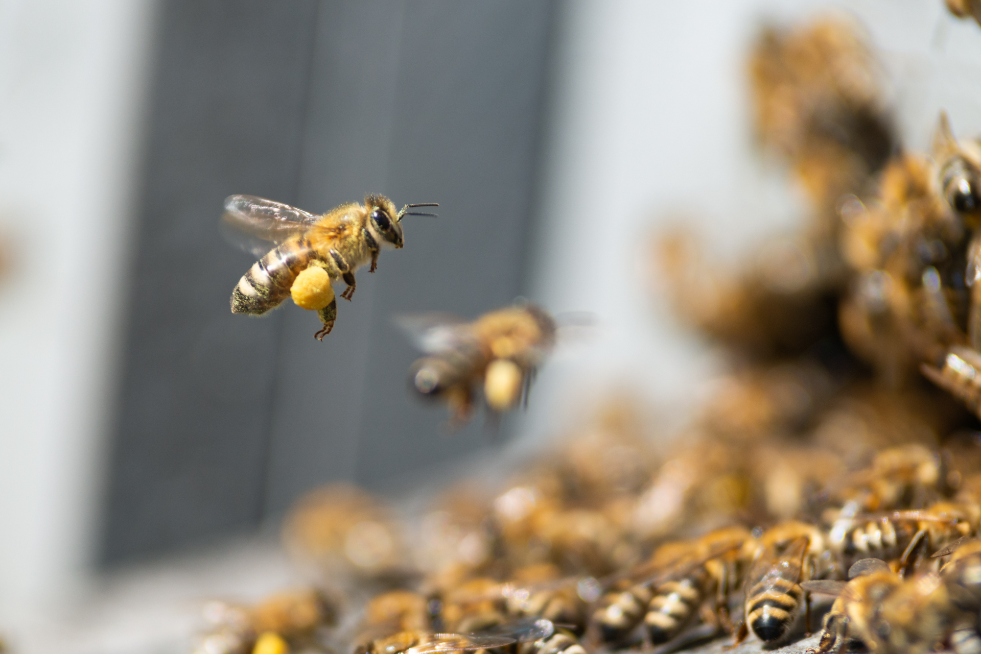 Service d'urgence: extermination abeille pour zones résidentielles