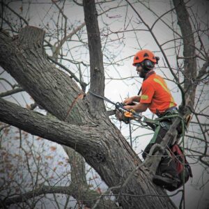 arborist near me